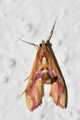 Agathodes monstralis