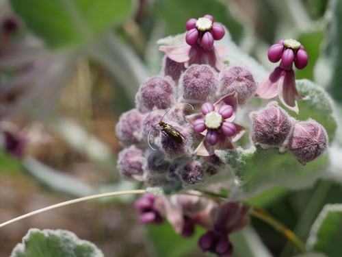 iNaturalist observation photo of Adela flammeusella