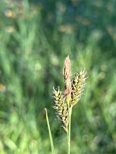 Olney's hairy sedge (Carex gynodynama)