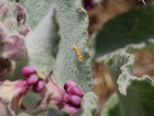 iNaturalist observation photo of Mirificarma eburnella