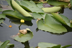 Nuphar advena