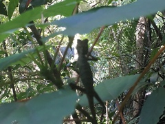 Diploderma polygonatum polygonatum