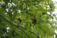 Eriophyes rhoinus