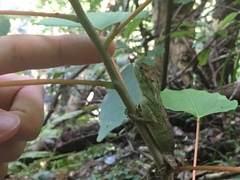 Diploderma polygonatum polygonatum