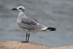 Leucophaeus atricilla