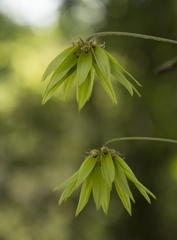 Bulbophyllum fimbriatum