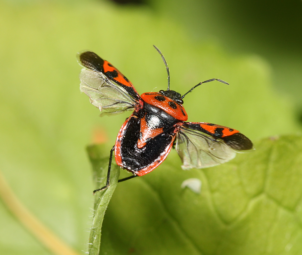 Red cabbage bug