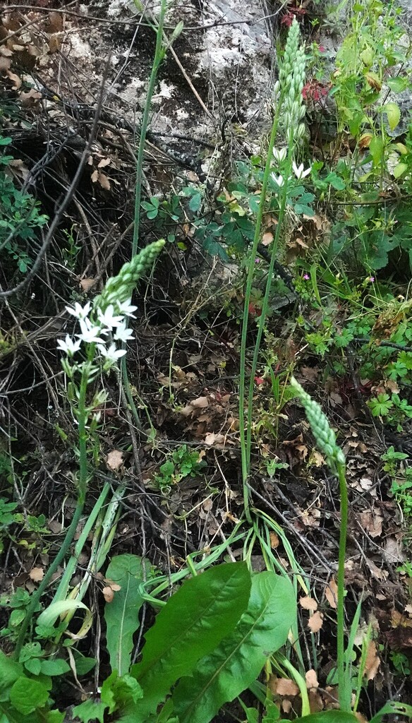 Ornithogalum ulixis