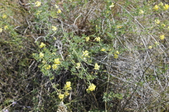 Medicago falcata