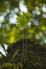 Bulbophyllum fimbriatum