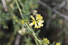 Medicago falcata