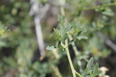 Medicago falcata