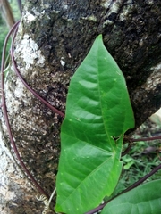 Passiflora megacoriacea