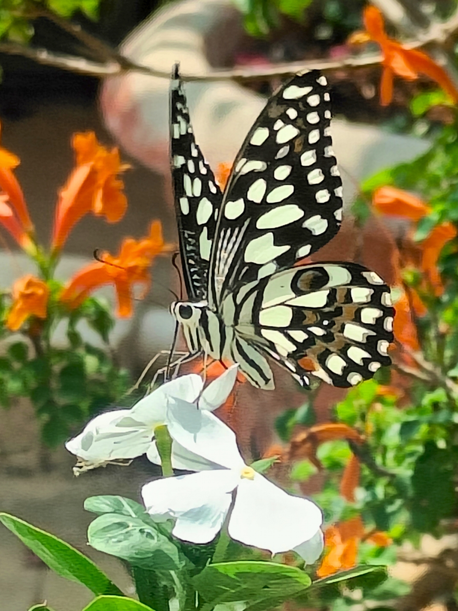 Lime Swallowtail