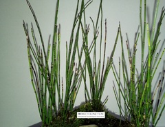 Equisetum scirpoides