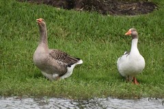 Anser anser domesticus