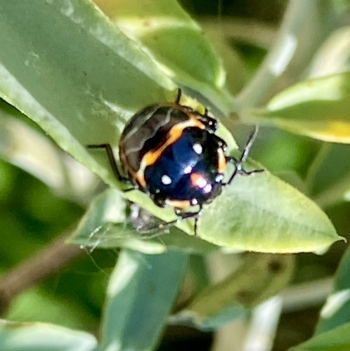 iNaturalist observation photo of Harlequin Bug
