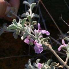 Stachys cuneata