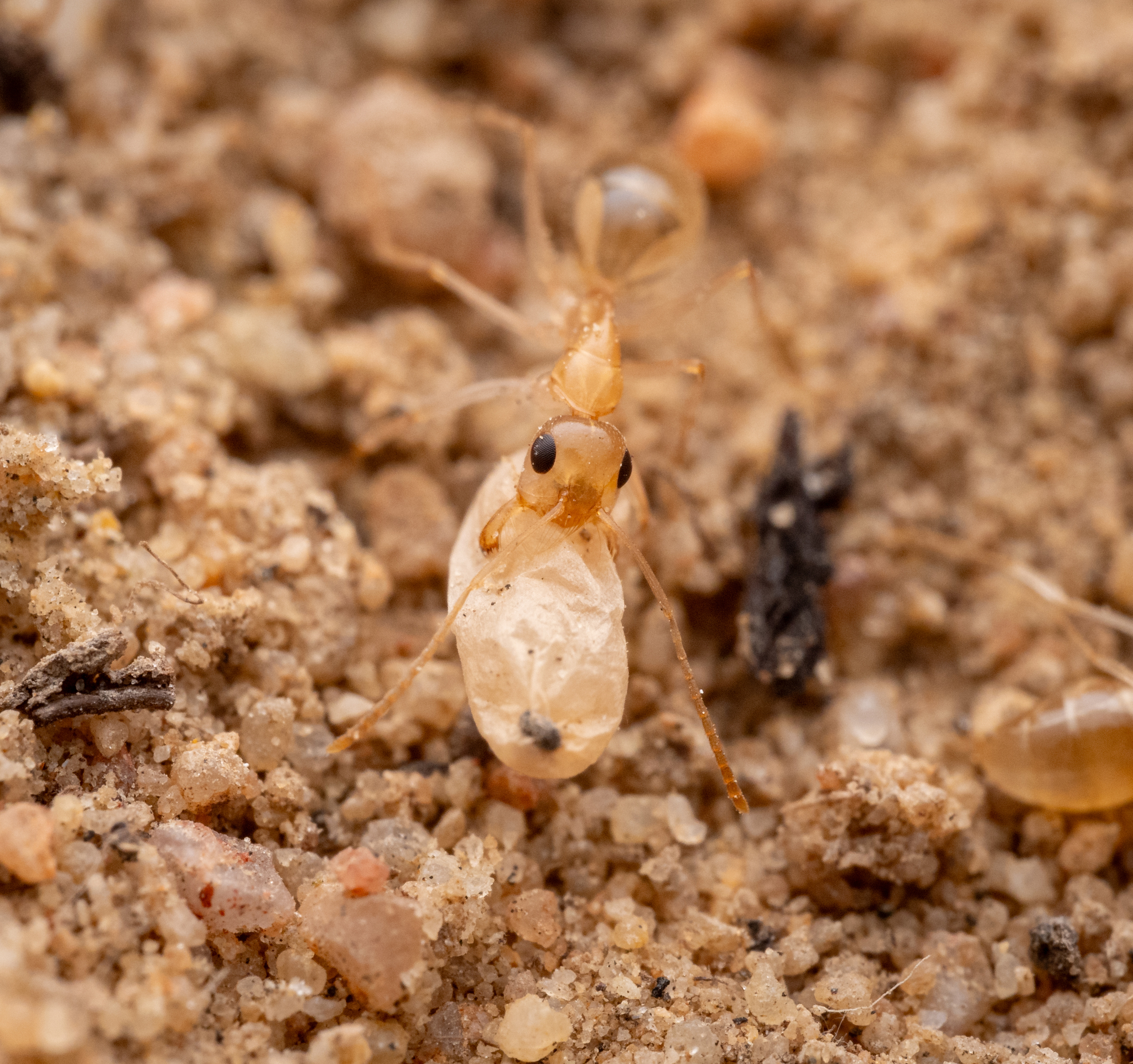 Camponotus simulans