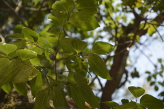 Celtis timorensis