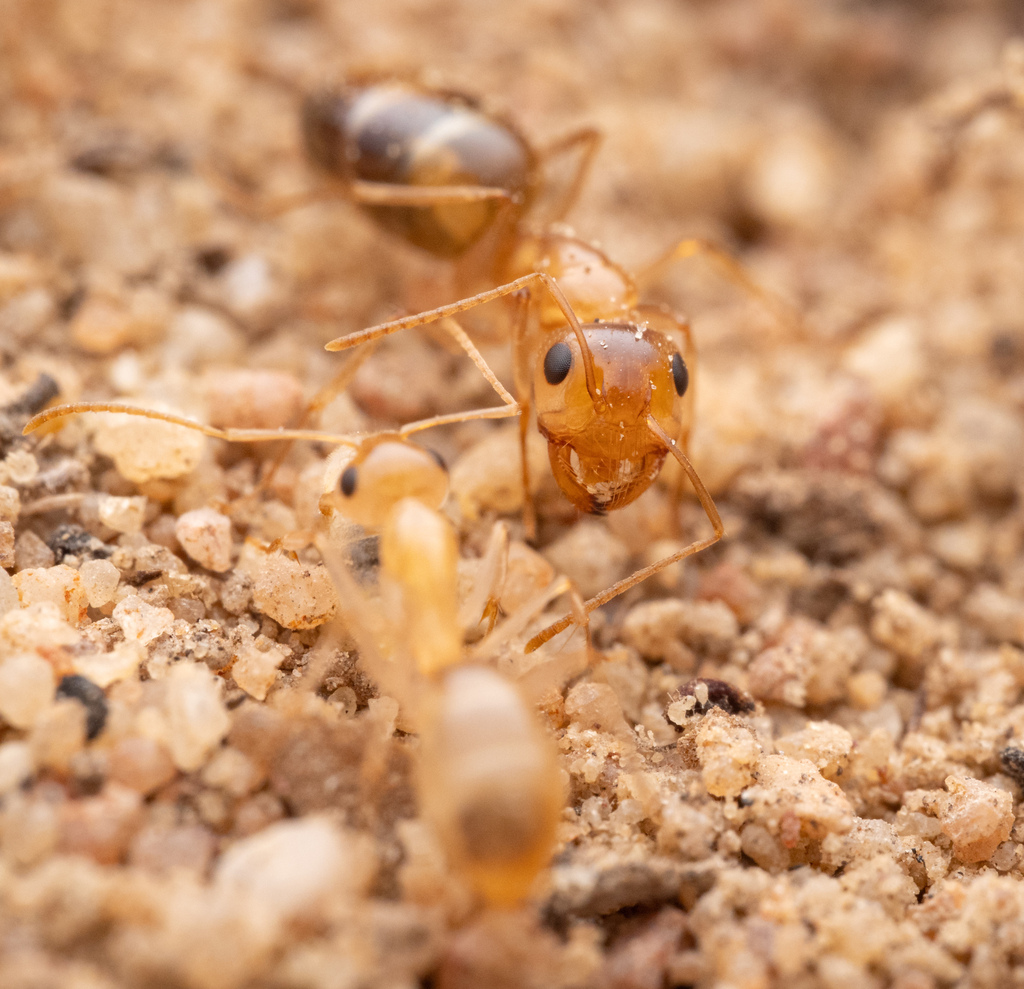 Camponotus simulans