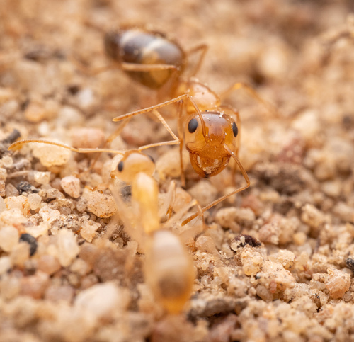Camponotus simulansCamponotus simulans