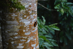 Catonephele numilia esite