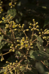 Cinnamomum sulphuratum