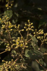 Cinnamomum sulphuratum