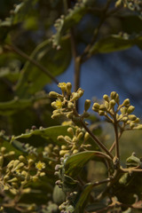 Cinnamomum sulphuratum