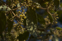 Cinnamomum sulphuratum
