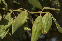 Cinnamomum sulphuratum
