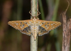 Epipagis fenestralis