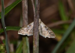 Epipagis fenestralis
