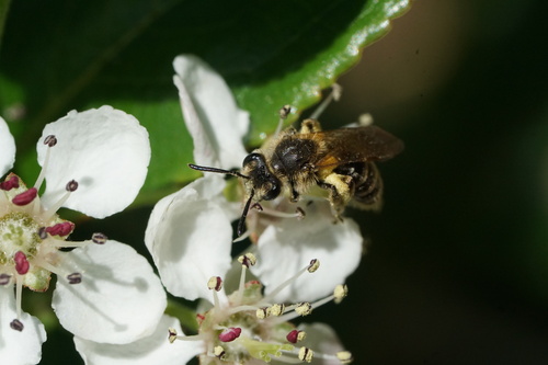 Nason's Mining Bee photo 5