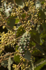 Cinnamomum sulphuratum