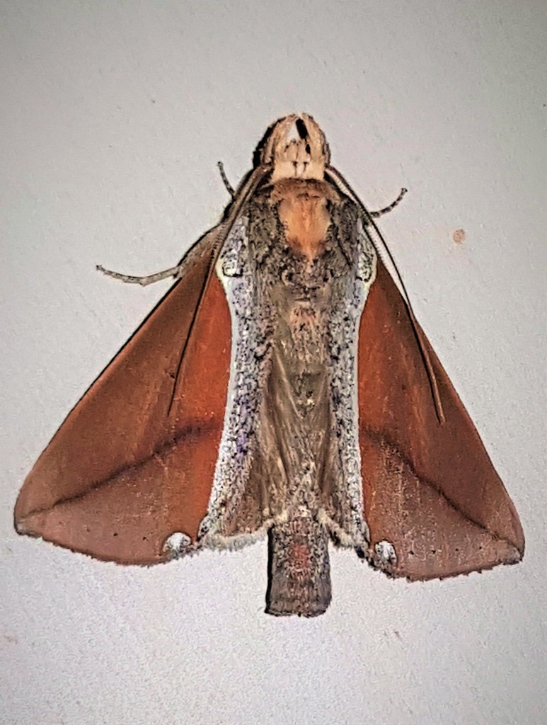 Strophocerus thermesia