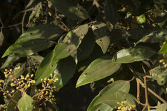 Cinnamomum sulphuratum