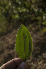 Cinnamomum sulphuratum