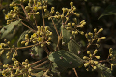 Cinnamomum sulphuratum