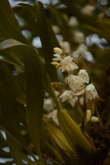 Coelogyne breviscapa