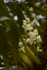 Coelogyne breviscapa