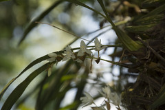 Coelogyne breviscapa
