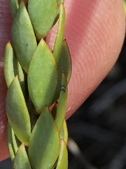 Struthiola macowanii