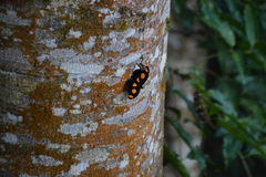 Catonephele numilia esite