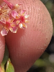 Struthiola macowanii