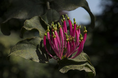 Dendrophthoe falcata