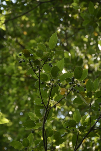 Image of Elaeocarpus munroi by (c) Siddarth Machado, some rights reserved (CC BY)