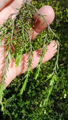 Diosma aspalathoides