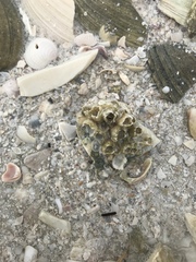 Amphibalanus eburneus